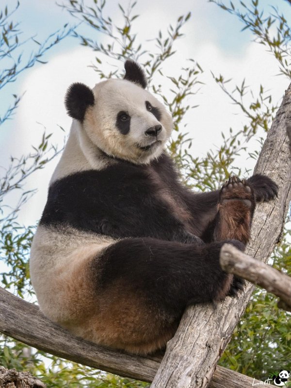 永隆配资 旅居比利时大熊猫“好好” 将于年底前接返回国